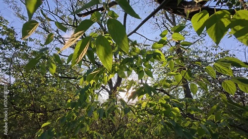 Sunlight filtering through fresh green leaves in a forest. Bright, natural light and gentle backward movement create a peaceful, serene background.