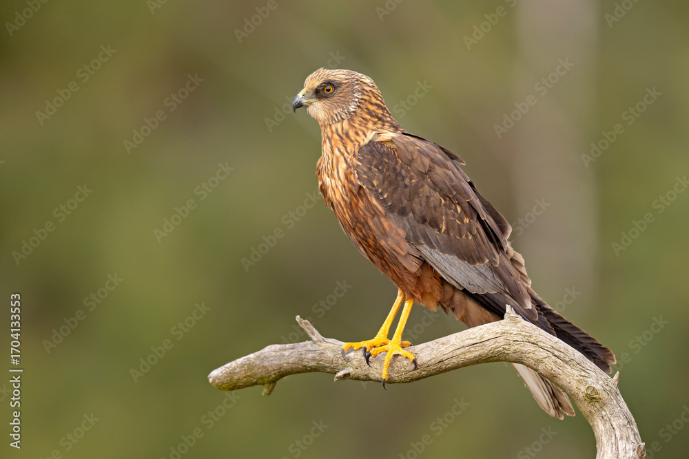 Fototapeta premium Samiec błotniaka stawowego (Cirgus aeruginosus) na wiosennej łące