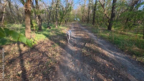 Playful dalmatian dog running happily down a sunny forest path. Energetic pet enjoying freedom and fresh air during a walk on a beautiful day.