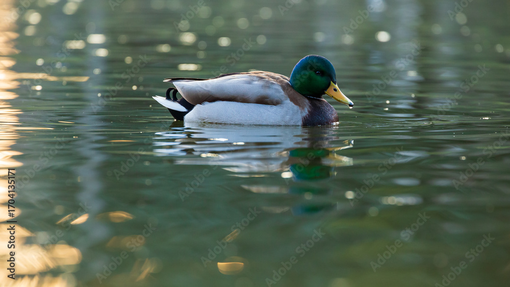 custom made wallpaper toronto digitalduck in the water