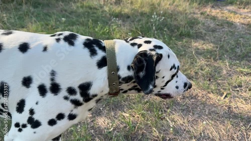 Close-up of a happy dalmatian dog with its tongue out, panting after an active game on a hot day. The cute pet enjoys its time outdoors.