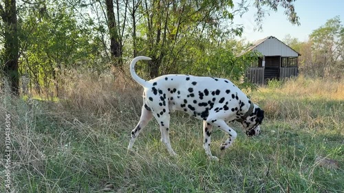 Happy dalmatian dog sniffing the ground, searching for something in the grass. Cute, curious pet exploring meadow on sunny summer day, walking outdoor.