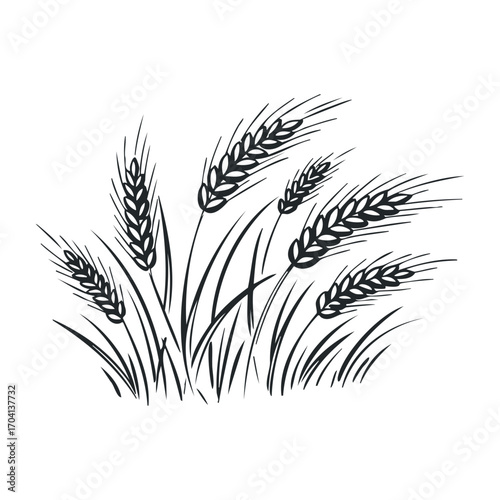 Harvest scene wheat growth nature illustration rural landscape close-up agriculture concept. Vector illustration