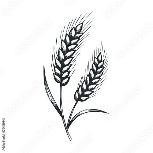 Harvesting wheat farming action in rural fields black and white illustration nature concept. Vector illustration