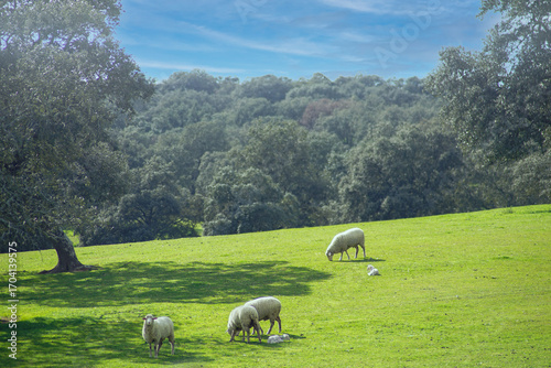 Sheep grazing in a beautiful landscape