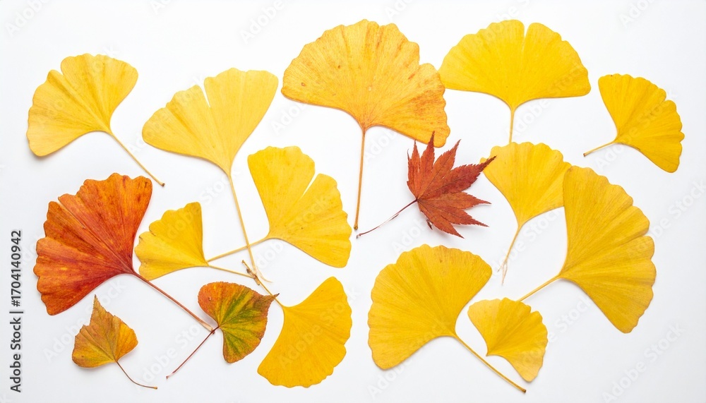 Obraz premium White background with autumnal ginkgo biloba land maple leaves isolated. 
