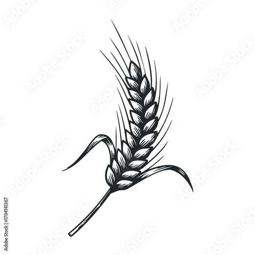 Harvesting grain wheat ear close-up agricultural field illustration natural setting artistic viewpoint. Vector illustration