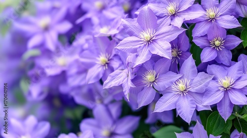 Violet flowers close up spring blossom in soft light
