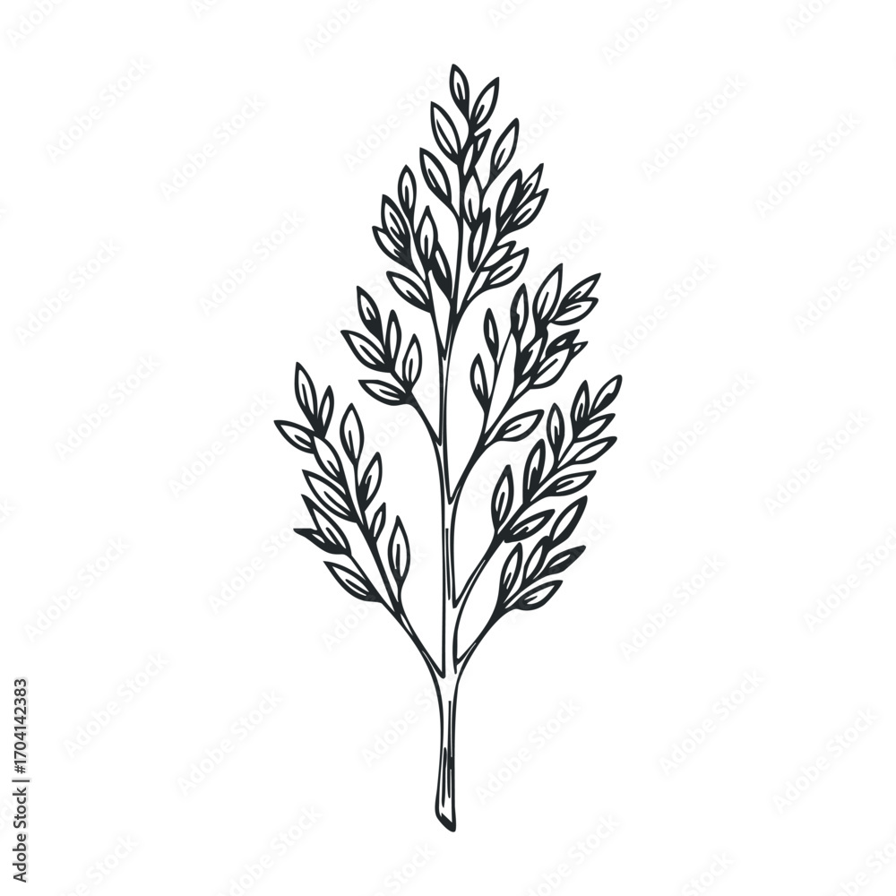 Fototapeta premium Illustrative botanical drawing of a leafy stem nature graphic art minimalist style close-up organic design. Vector illustration