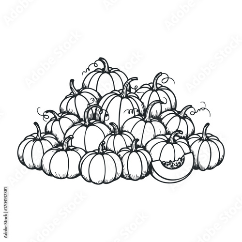 Harvesting seasonal pumpkins farm field illustration autumn close-up nature's bounty. Vector illustration