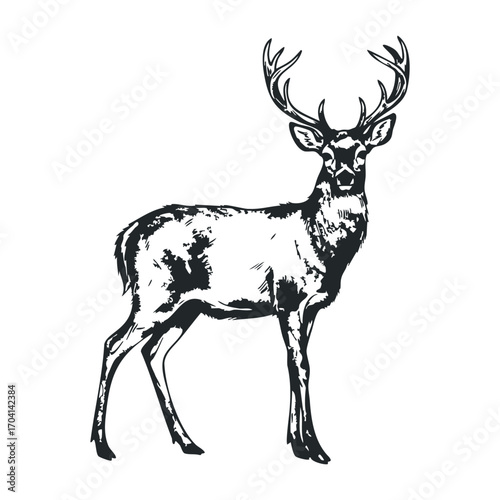 Stunning deer illustration nature setting digital art black and white side view wildlife concept. Vector illustration