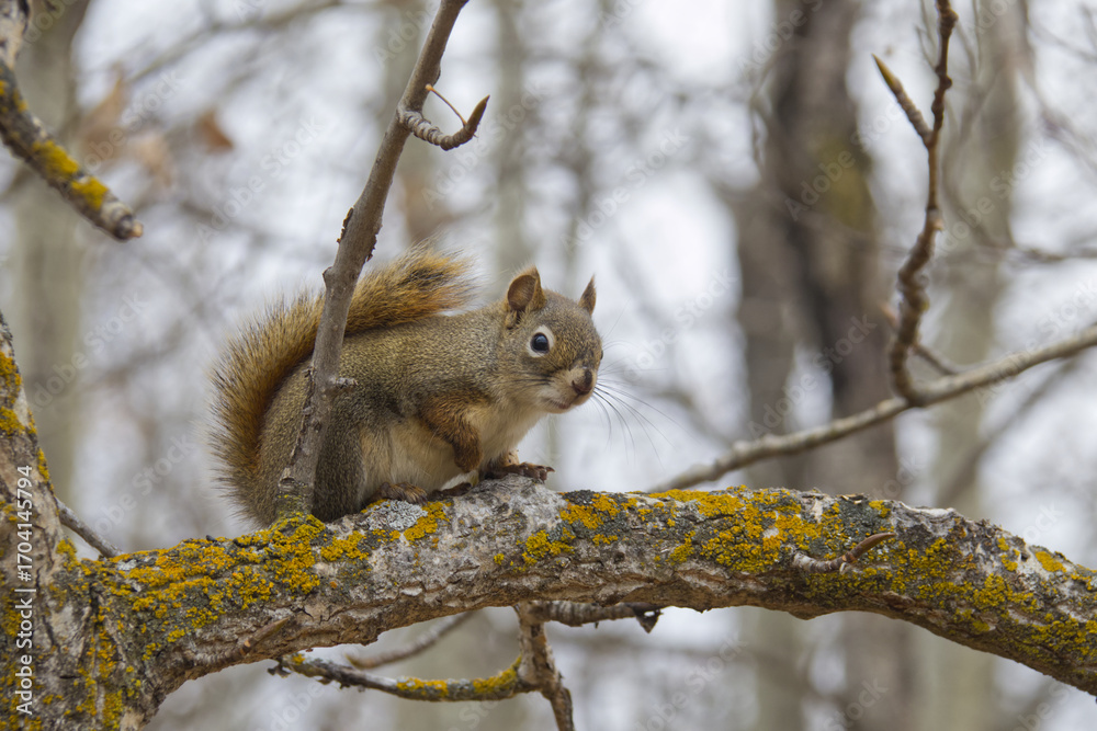 Obraz premium Red Squirrel in a Tree