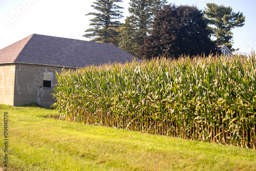 old barn in the corn field