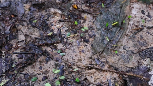 Close-up 4K footage of leafcutter ants carrying fresh green leaves along a forest floor trail, showcasing their teamwork, natural behavior, and vibrant jungle environment—ideal for wildlife stock vide