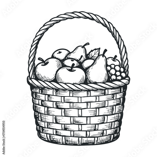 Harvesting fresh apples and pears in a rustic basket nature scene black and white illustration. Vector illustration