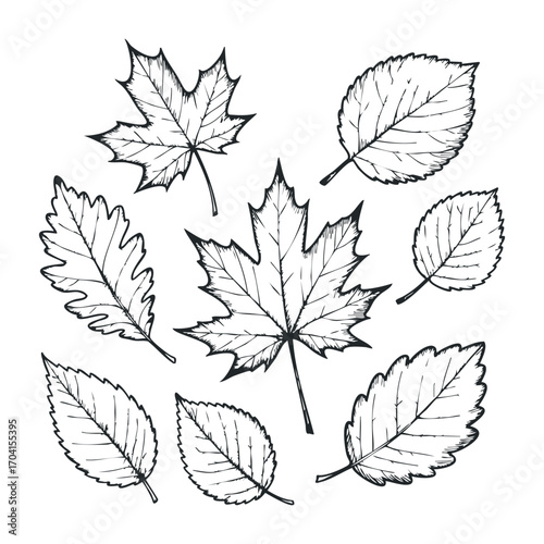 Falling autumn leaves nature scene illustrated artwork organic environment top-down view seasonal change. Vector illustration