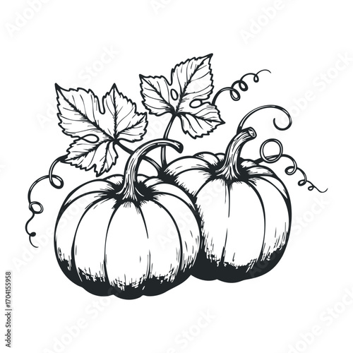 Harvesting fresh pumpkins in autumn farm illustration natural setting seasonal delights. Vector illustration