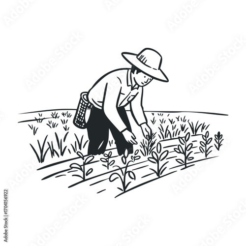 Harvesting crops by farmer agricultural field illustration outdoor setting view sustainable practices. Vector illustration