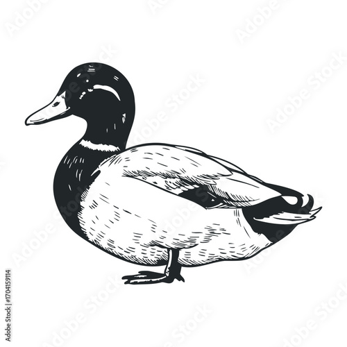 Captivating duck in nature wildlife illustration serene environment artistic perspective. Vector illustration