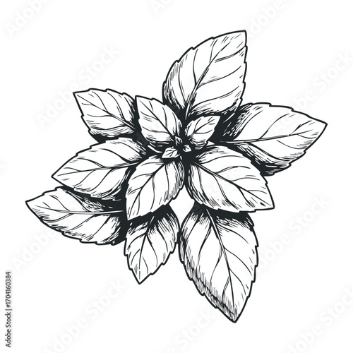 Herb harvesting event garden botanical illustration natural setting view culinary inspiration. Vector illustration