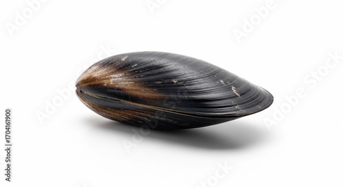 A single black mussel shell with a glossy surface and brown stripes. Represents sustainable seafood and bivalve protein. Ideal for ocean-friendly food concepts.