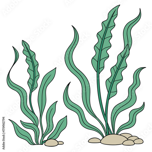 Illustration of green seaweed with long, wavy leaves growing from beige rocks on the ocean floor, shown in two clusters of different heights.