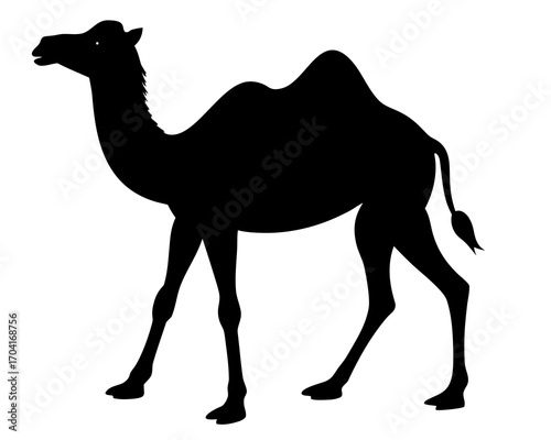 Camel walking in desert silhouette vector isolated on white background
