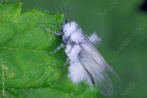 Fényképezés Woolly beech aphid, Phyllaphis fagi