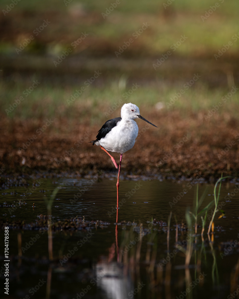 Obraz premium black winged stilt