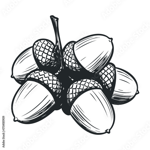 Harvesting acorns nature's bounty in a forest setting black and white illustration. Vector illustration