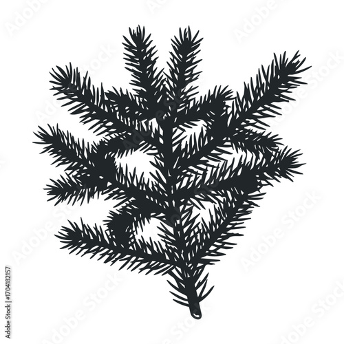 Decorative pine branch nature illustration isolated seasonal aesthetics. Vector illustration