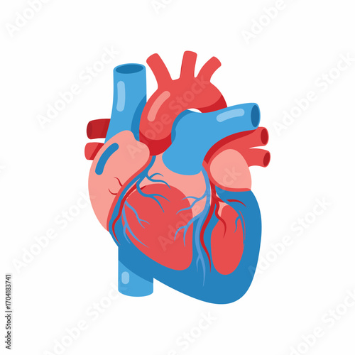 Illustration of a Human Heart showing its arteries and veins in red and blue