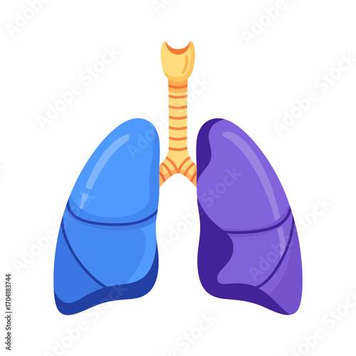 Anatomy of Human Lungs A Simple, Colorful Illustration for Educational Purposes