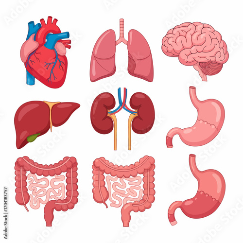 Vibrant Human Internal Organs Collection for Educational and Health Awareness Designs