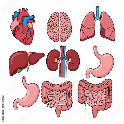 Detailed illustration of human anatomy, showcasing vital organs and their systems