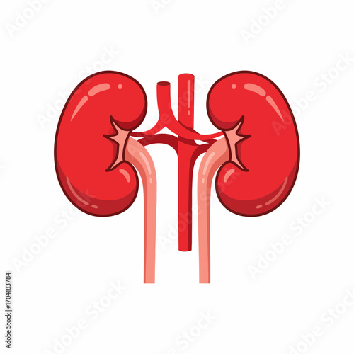 Anatomical cartoon illustration of the human kidney organ system with arteries and ureters isolated on a white background
