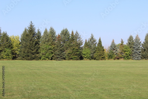 Serene Green Field with Evergreen Tree Line: A Peaceful Landscape
