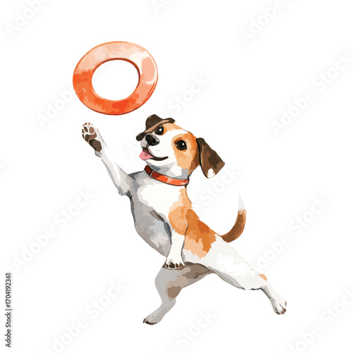 Energetic Jack Russell Terrier leaps for an orange ring toy tongue playfully out