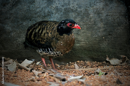 Photography Malayan Hill Partridge