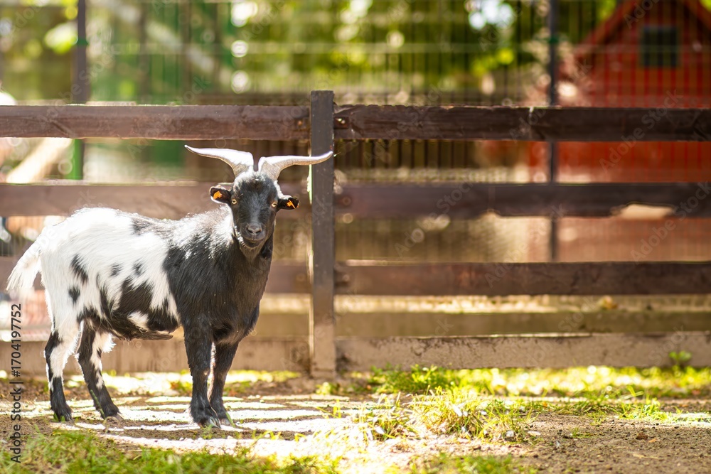 Obraz premium Black and white goat standing in a sunny farmyard, surrounded by wooden fencing and green grass, showcasing the beauty of rural life and animal husbandry