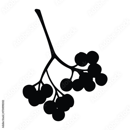 Silhouette of a bunch of rowan berries with a stem isolated