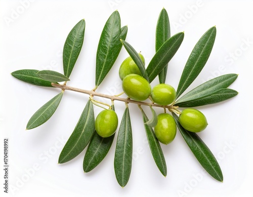 Wallpaper Mural Olive Branch with Green Leaves and Small Fruits Isolated on White Background for Botanical Object, Mediterranean Plant and Natural Decoration Concept Torontodigital.ca