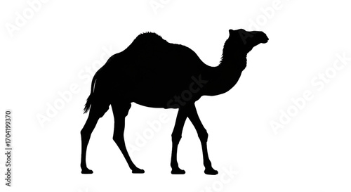 camel isolated on white background