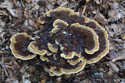 Fotografia Close up of big mushroom Phaeolus schweinitzii (Dye-maker's Polypore or Dyer's P