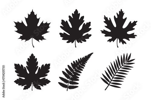 Black silhouette maple and fern leaves collection