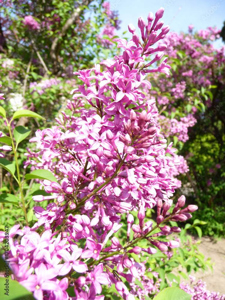 Obraz premium Es ist Frühling, im Garten blüht der Flieder.