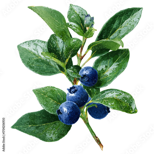 Blueberry Leaf, watercolor illustration vector, isolated on a white background.