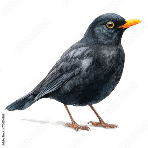watercolor of Blackbird, vector, isolated on a white background.