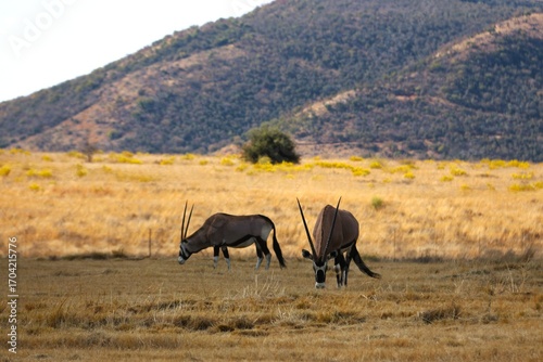 Gemsbok grazing in the winter landscape