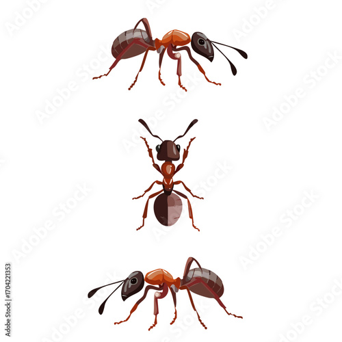 Set of ants, high-quality cartoon illustrations of ants in multiple poses and angles, ideal for educational content, scientific visuals, insect studies, pest control themes, and nature-related project